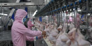 新疆墨玉：发展鸡产业 打造“育产加销”全产业链